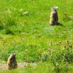 marmotte