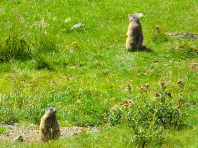 marmotte