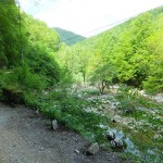 DSCF4354