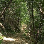 La Forestale Prepotischis Castelmonte