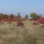 DSC00719