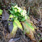 Primula2
