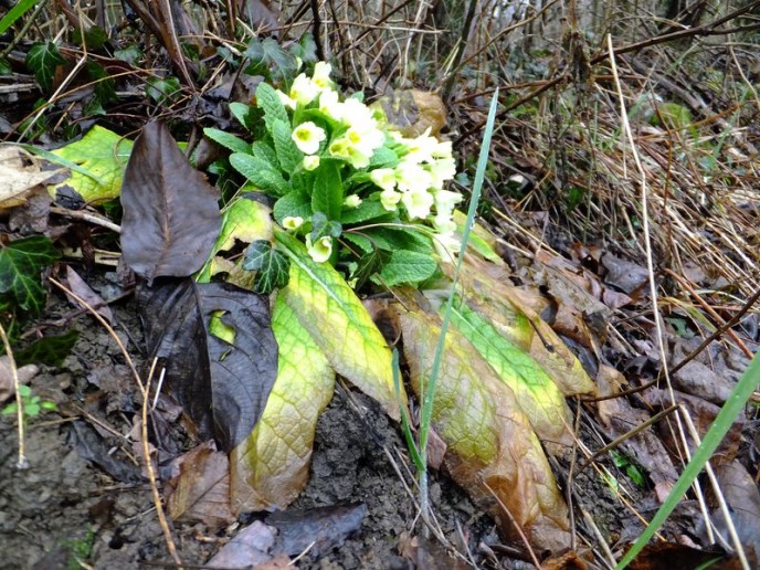 Primula2