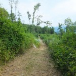 DSCF4449