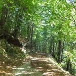 DSCF5008