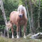 DSCF5433